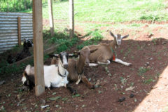 Goat Diary Project